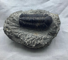 Lade das Bild in den Galerie-Viewer, Verschiedene Trilobit -Versteinerungen ( Marokko),Orginal,Rarität
