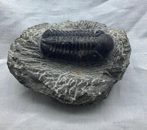Verschiedene Trilobit -Versteinerungen ( Marokko),Orginal,Rarität