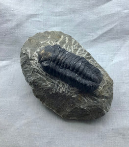Verschiedene Trilobit -Versteinerungen ( Marokko),Orginal,Rarität